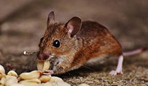 Find Exterminators in Dickey County